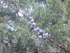 Platycladus orientalis