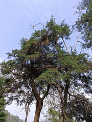 Cupressus abramsiana