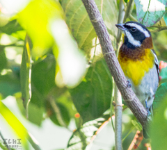 Spindalis zena benedicti