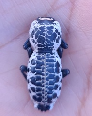 Zopherus nodulosus nodulosus