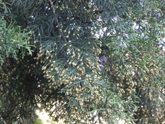 Platycladus orientalis