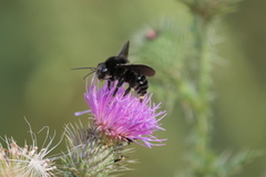 Bombus pauloensis