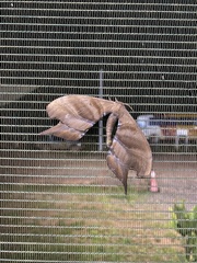 Paradaemonia platydesmia