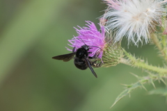 Bombus pauloensis
