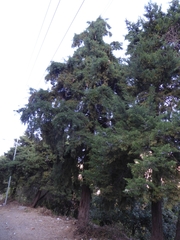 Platycladus orientalis