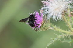 Bombus pauloensis