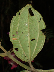 Meriania maxima
