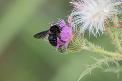 Bombus pauloensis