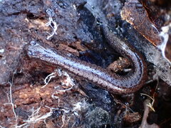 Batrachoseps gavilanensis