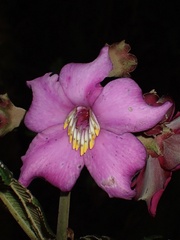 Meriania maxima