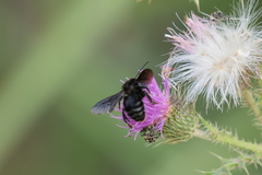 Bombus pauloensis