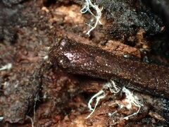 Batrachoseps gavilanensis