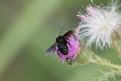 Bombus pauloensis