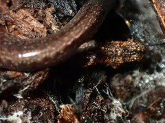 Batrachoseps gavilanensis