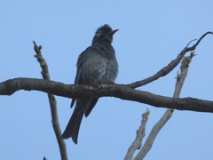 Hypsipetes leucocephalus