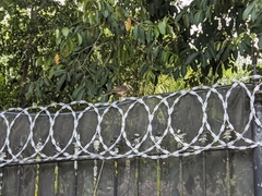 Mimus saturninus