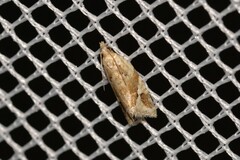 Euphona euphona