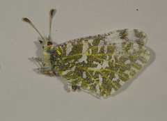 Euchloe creusa
