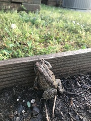 Anaxyrus fowleri