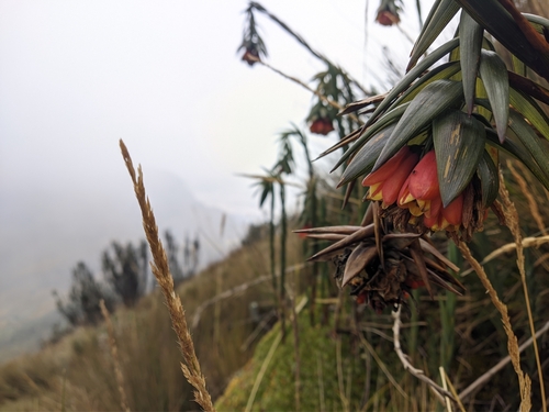 Bomarea glaucescens (Bomarea glaucescens)