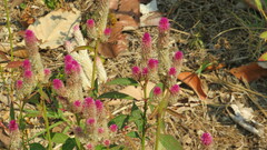 Celosia spicata