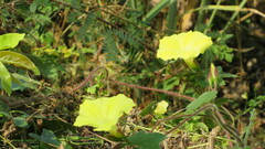 Camonea vitifolia