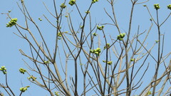 Ficus hispida