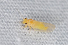 Cacopsylla annulata