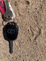 Geococcyx californianus