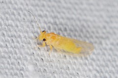 Cacopsylla annulata