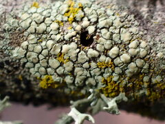 Lecanora confusa
