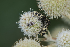 Nicentrus circumcinctus