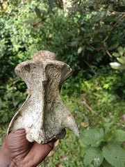 Bos gaurus