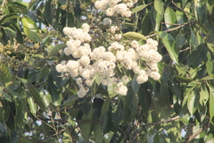 Cordia alliodora
