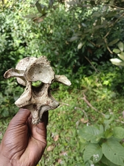 Bos gaurus