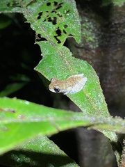 Dendropsophus parviceps