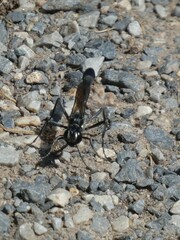 Eremnophila