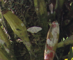 Epiplema albipennaria