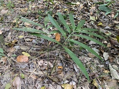 Zamia prasina