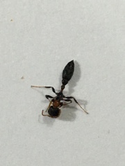 Pseudomyrmex haytianus