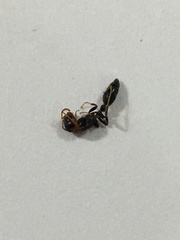 Pseudomyrmex haytianus