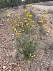Ozothamnus diotophyllus