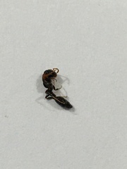 Pseudomyrmex haytianus