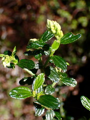 Ceanothus thyrsiflorus