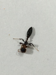 Pseudomyrmex haytianus