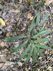 Zamia prasina