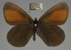 Erebia discoidalis