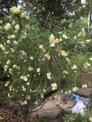 Melaleuca linariifolia