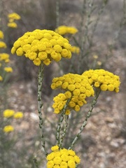 Ozothamnus diotophyllus