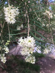 Melaleuca linariifolia